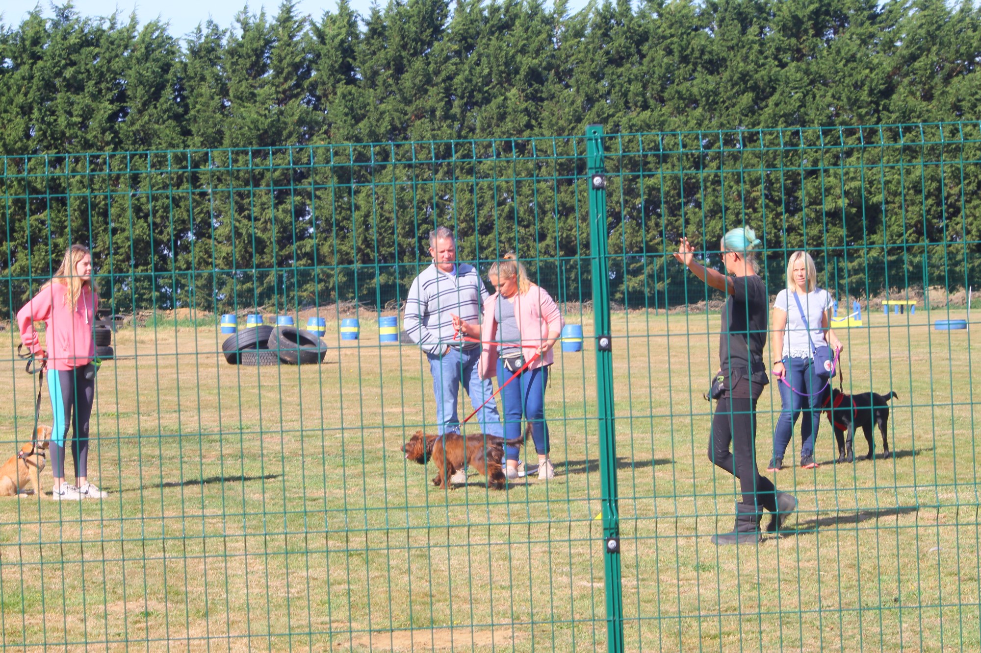 Wag dog agility sales